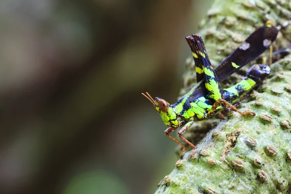 Grasshoppers in wildlife. — Stock Photo, Image