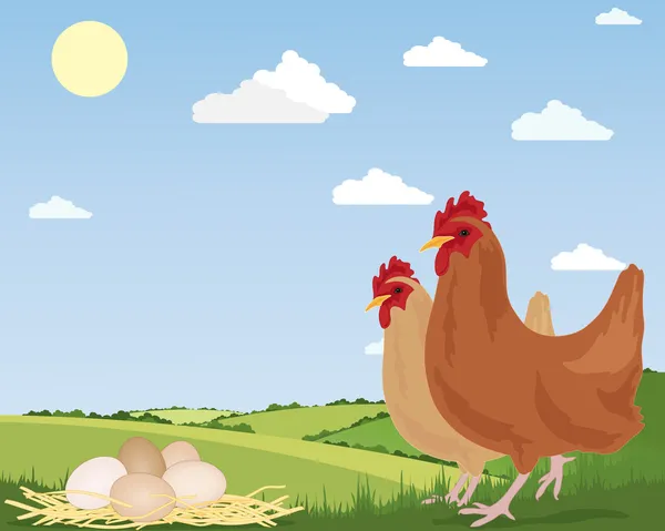 Serbest çiftlik yumurtaları — Stok Vektör