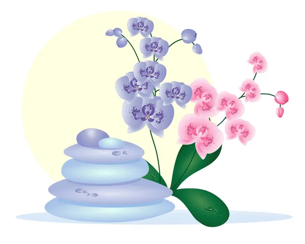温泉鹅卵石的兰花 — 图库矢量图片