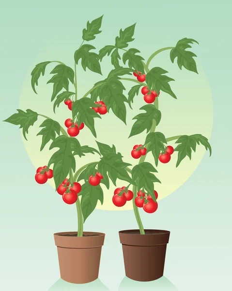 stock vector Tomatoes