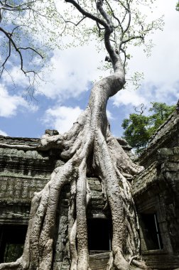 Ta Prohm