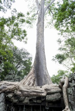 Ta Prohm