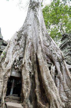 Ta Prohm