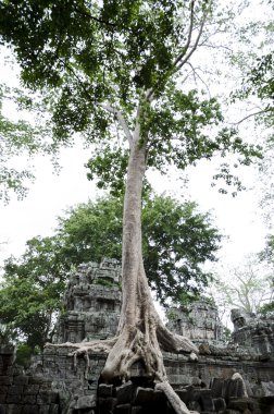 Ta Prohm