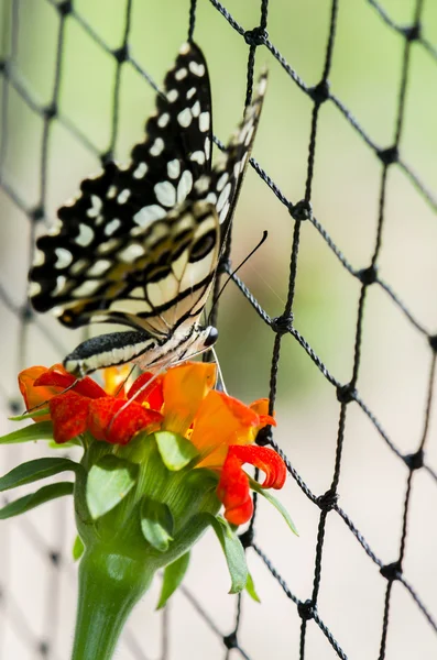 stock image Lime butterfly