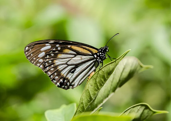 stock image Lime butterfly