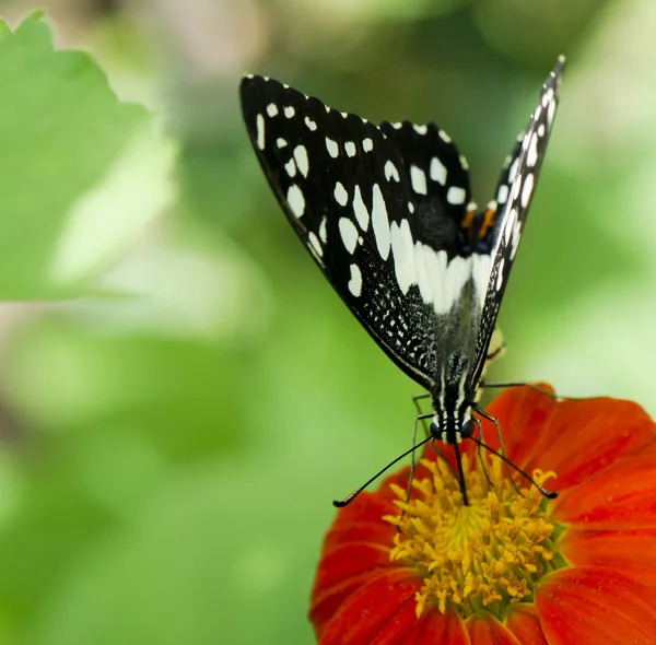 Kalk vlinder — Stockfoto