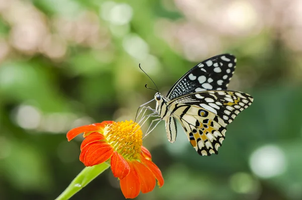 stock image Lime butterfly