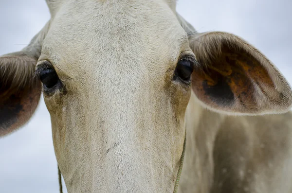 stock image Closeup of an Ox