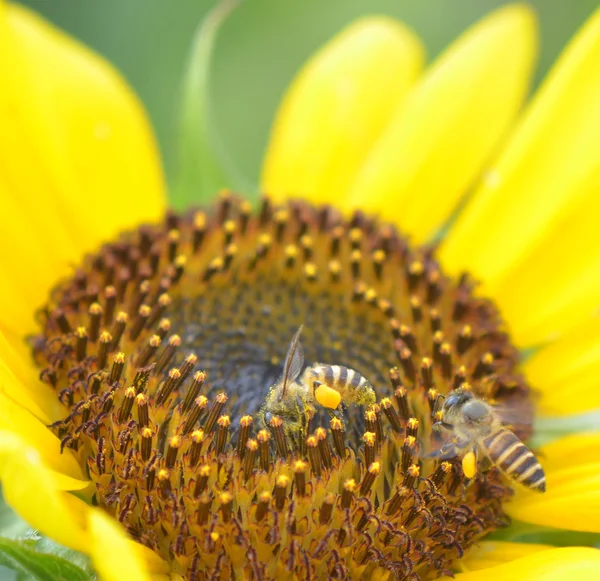 Pszczoły w pracy — Zdjęcie stockowe