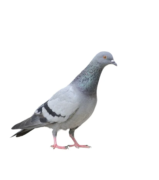 Pigeon — Photo