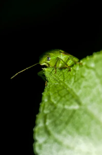 Smradlavého chrobáka — Stock fotografie