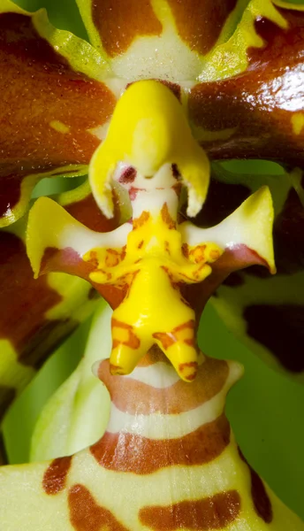 Orchidée poupée — Photo
