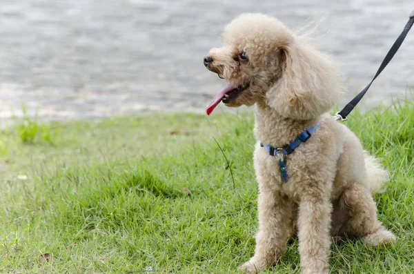 Stock image Poodle