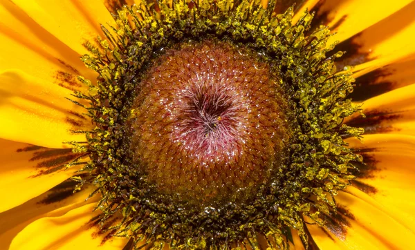 stock image Sunflower