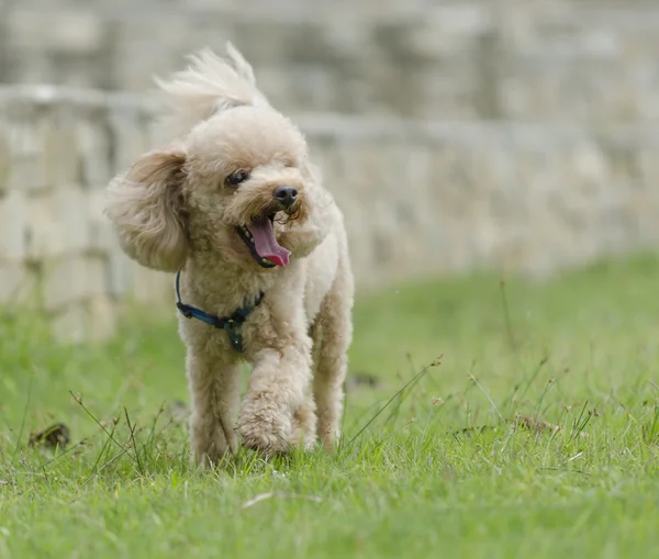 stock image Poodle