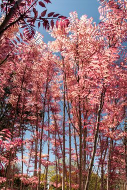 The park in fall. clipart