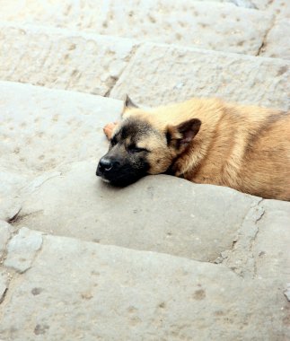 sokak köpeği