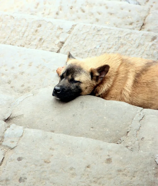 Уличная собака — стоковое фото