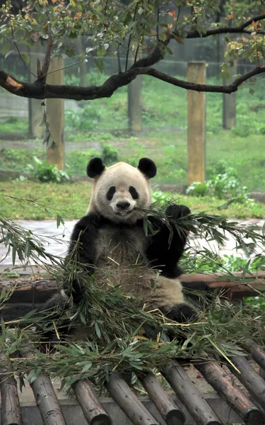 Panda cinese — Foto Stock