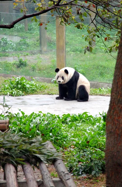 Panda chinês — Fotografia de Stock