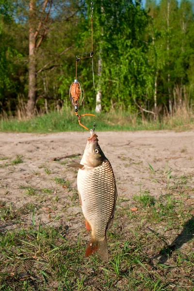 Peixe carpa pego na fiação — Fotografia de Stock