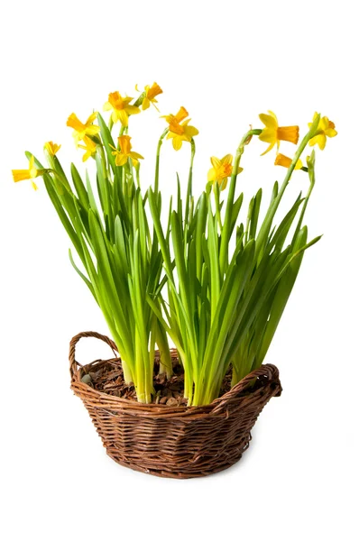 Daffodils boquet no cesto, isolado — Fotografia de Stock