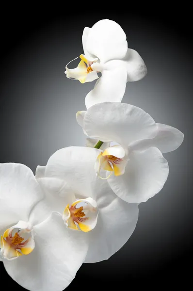 Witte orchidee op zwarte achtergrond — Stockfoto