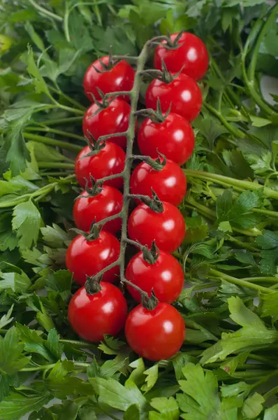 Tomate cereza con pergamino verde —  Fotos de Stock