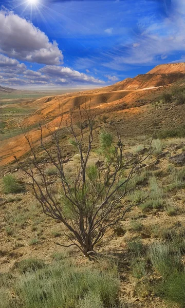Saxaul (haloxylon) ağaç — Stok fotoğraf