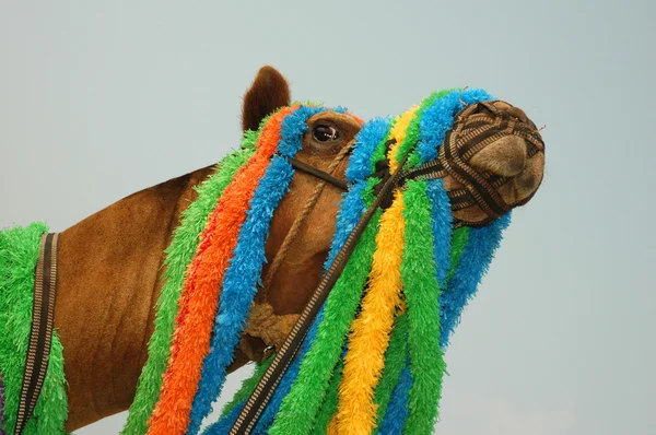 Testa dromedario cammello — Foto Stock