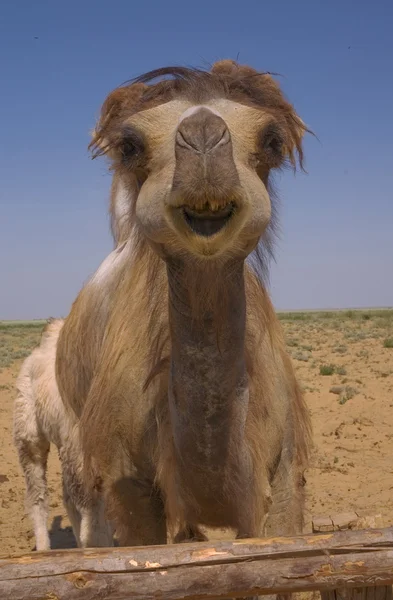 Heltäckande ansiktsskydd porträtt baktriska kamelen — Stockfoto