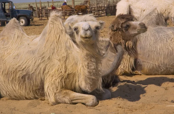 Bactrisch kamelen op de boerderij — Stockfoto