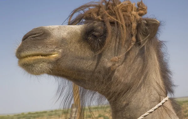 Retrato Bactriano camello — Foto de Stock