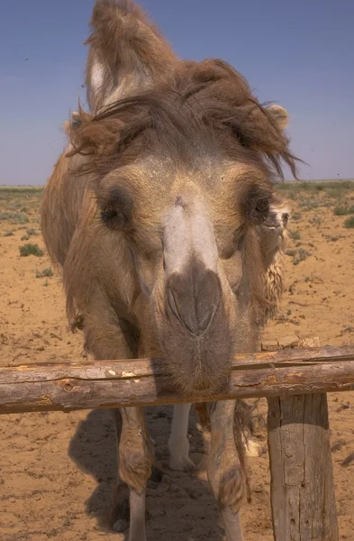 Retrato de um camelo bactriano no Cazaquistão — Fotografia de Stock
