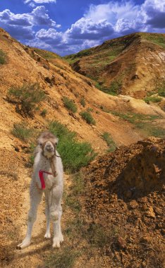 Bebek deve Dağları