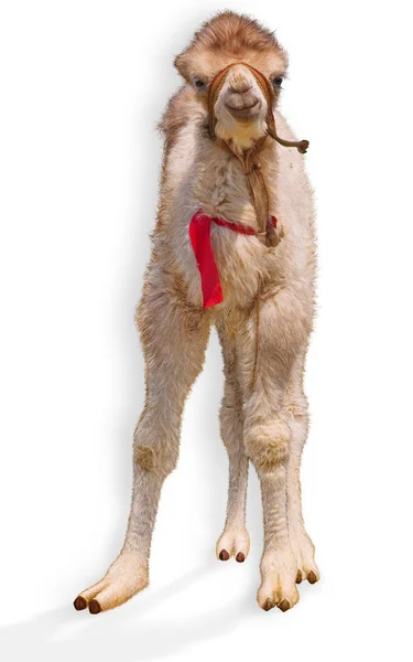 Pequeno bebê camelo bactriano — Fotografia de Stock