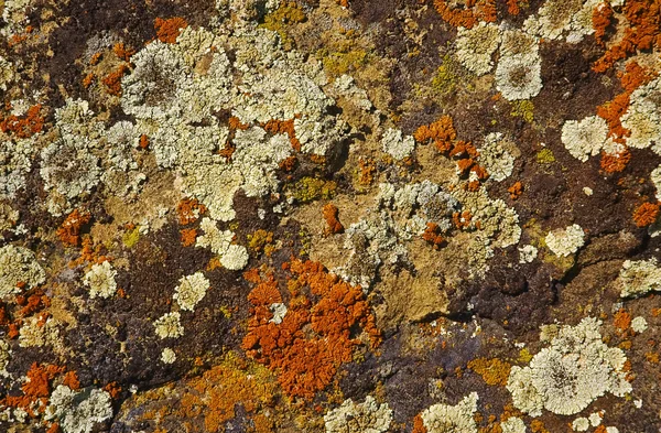 stock image Lichen covered on rock