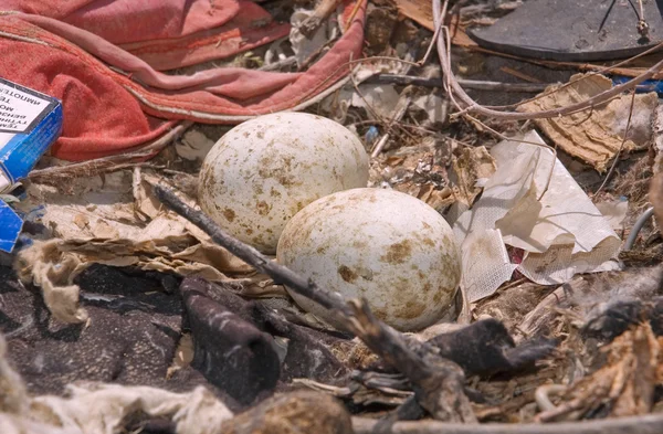 Stock image Nest steppe eagle