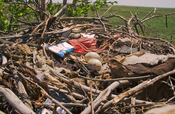 Steppe eagle nest — Stock Photo, Image