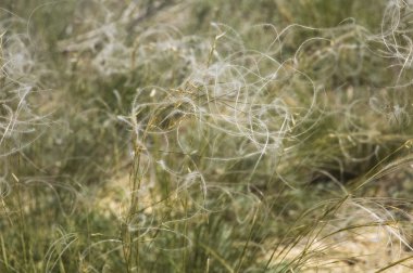 Floral background with feather grass clipart