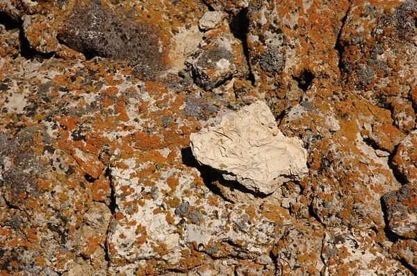 stock image Stone covered colored lichen