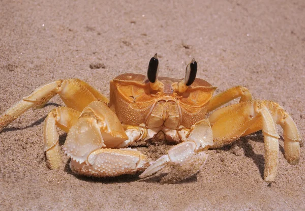大黄色螃蟹 — 图库照片