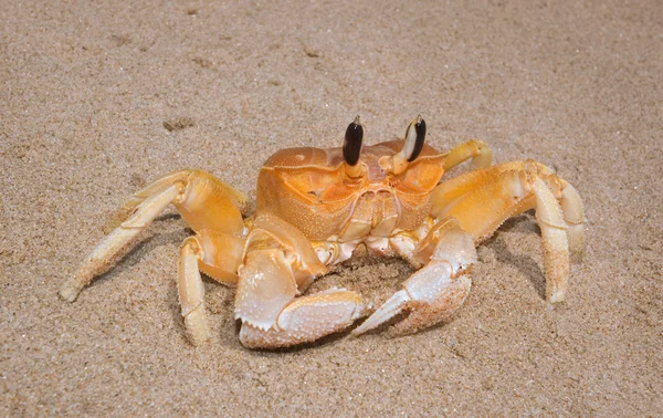 Žlutá krab — Stock fotografie