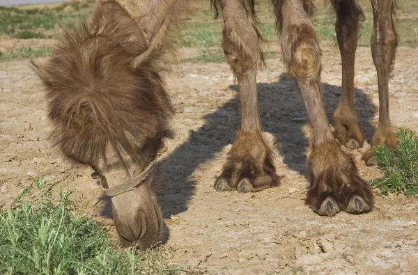 Βόσκηση καμήλα βακτριανό — Φωτογραφία Αρχείου