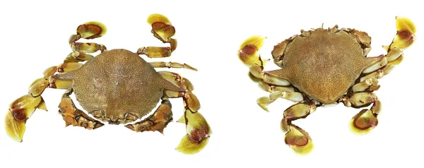 黄色-褐色螃蟹 — 图库照片