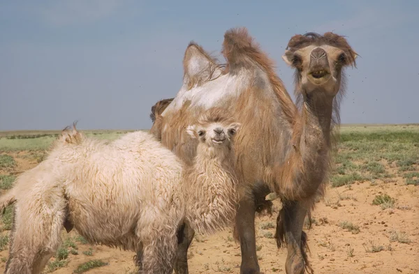 Ung kamel och vuxen kvinna kamel — Stockfoto