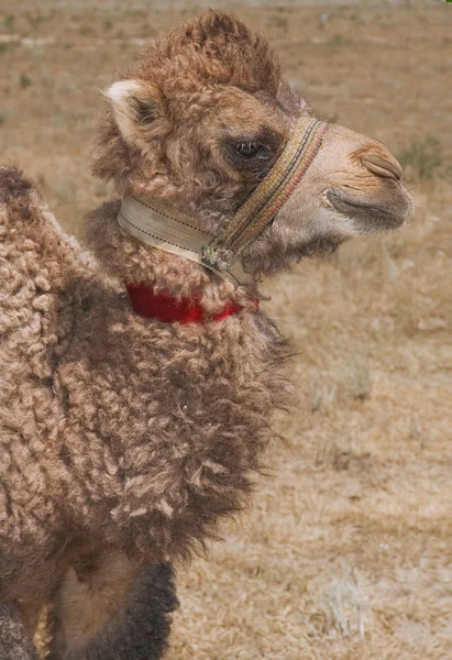 Porträtt baby baktriska kamelen — Stockfoto