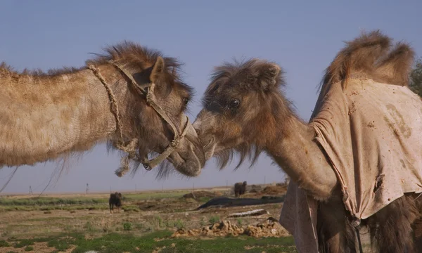 Dos camellos bactrianos besándose — Foto de Stock