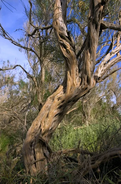 Trunk and large branches of Haloxylon — Stock Image Trunk and large branches of Haloxylon Stock Image